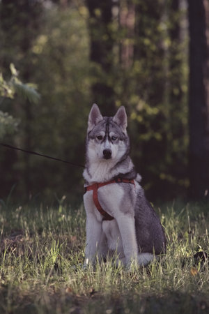 Beautiful purebred husky on a walk in nature.