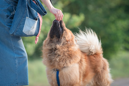 A beautiful chow-chow dog on a walk with its owner in a summer park.の写真素材