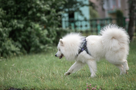 Beautiful purebred Samoyed dog plays outdoors in summer.の写真素材