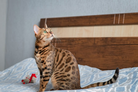 Portrait of a purebred Bengal cat in a home studio.