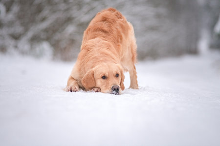 Purebred dog of the Golden Retriever breed on a walk in the winter forest.の写真素材