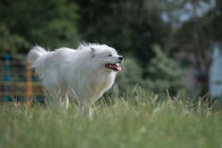 Beautiful purebred Samoyed dog plays outdoors in summer.の写真素材