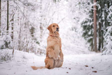 Purebred dog of the Golden Retriever breed on a walk in the winter forest.の写真素材