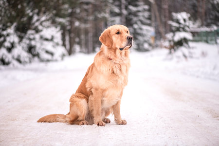 Purebred dog of the Golden Retriever breed on a walk in the winter forest.の写真素材