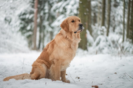 Purebred dog of the Golden Retriever breed on a walk in the winter forest.の写真素材