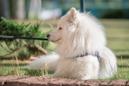 Beautiful purebred Samoyed dog plays outdoors in summer.の写真素材