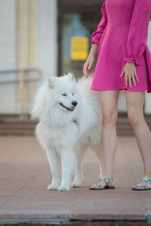 Beautiful purebred Samoyed dog plays outdoors in summer.の写真素材