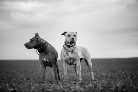 Purebred American Pit Bull Terrier outdoors.の写真素材