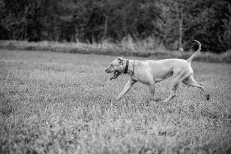 Purebred American Pit Bull Terrier outdoors.の写真素材