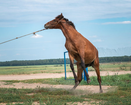 Portrait of a beautiful young horse on a farm.の写真素材
