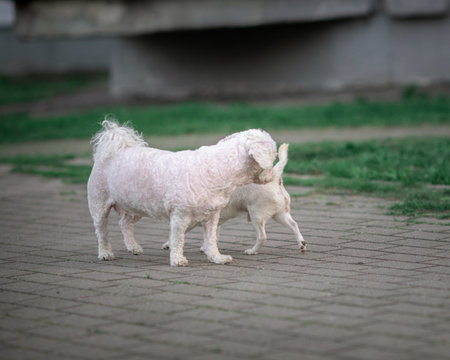 Purebred dog on a city street.