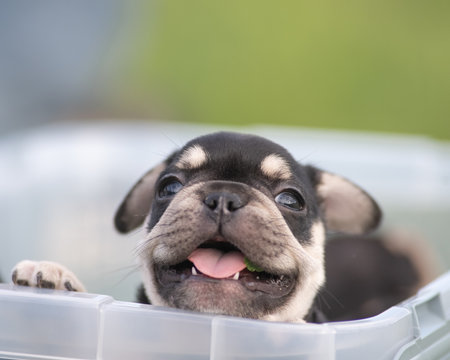 Beautiful purebred French bulldog puppy outdoors.の写真素材