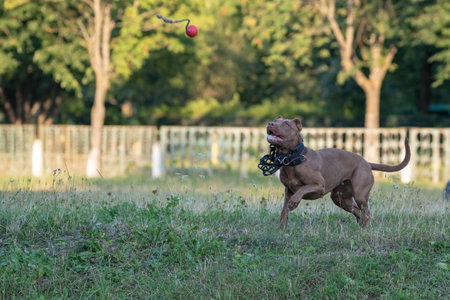 A purebred American pit bull terrier plays outdoors.の写真素材