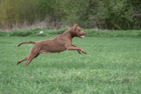 A purebred American pit bull terrier plays outdoors.の写真素材