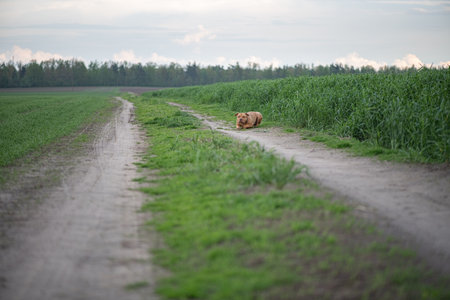 American Pit Bull Terrier plays outdoors.の写真素材