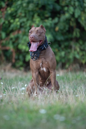 A purebred American pit bull terrier plays outdoors.の写真素材