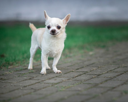 Purebred dog on a city street.の写真素材