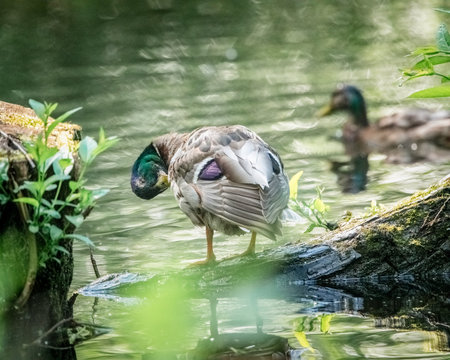 Beautiful wild ducks swim in a pond.の写真素材