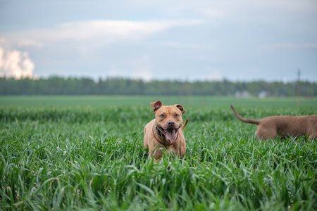 A purebred American pit bull terrier plays outdoors.