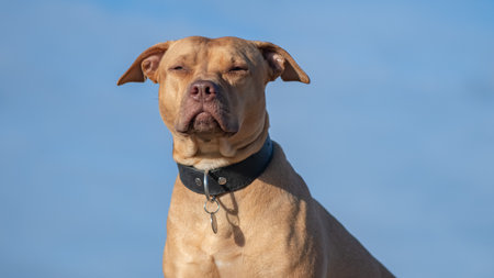 A purebred American pit bull terrier plays outdoors.の写真素材
