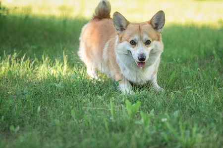 A beautiful purebred corgi plays in a summer park.の写真素材