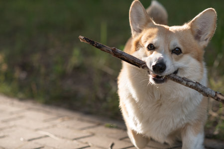 A beautiful purebred corgi plays in a summer park.の写真素材