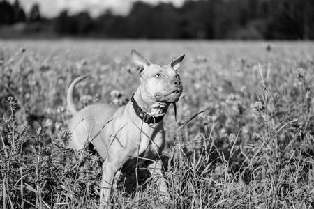 Portrait of a purebred American Pit Bull Terrier dog. Black and white photo.の写真素材