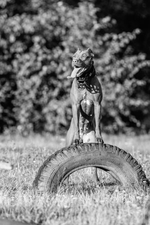 Portrait of a purebred American Pit Bull Terrier dog. Black and white photo.の写真素材