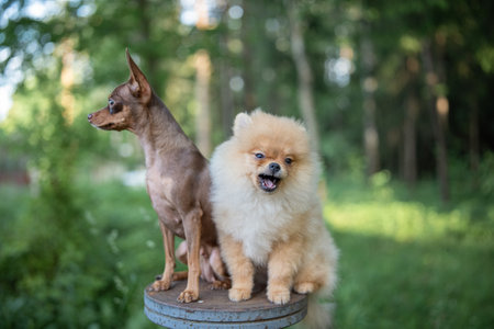 Portrait of a beautiful purebred dog in the forest.の写真素材