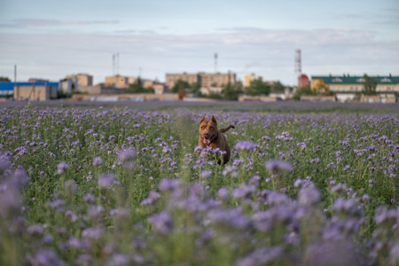 A purebred American pit bull terrier plays outdoors.の写真素材