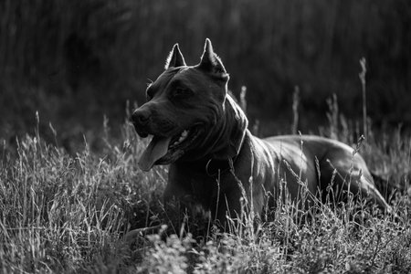 Portrait of a purebred American Pit Bull Terrier dog. Black and white photo.の写真素材