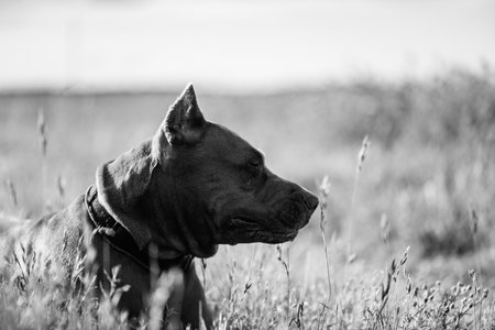 Portrait of a purebred American Pit Bull Terrier dog. Black and white photo.の写真素材