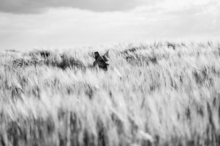 Portrait of a purebred American Pit Bull Terrier dog. Black and white photo.の写真素材