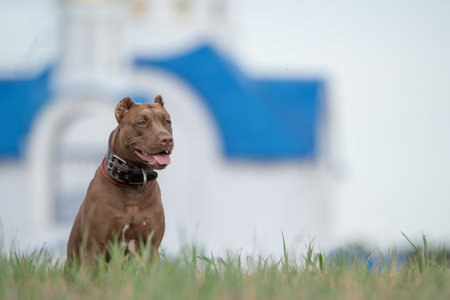 American Pit Bull Terrier plays outdoors.の写真素材