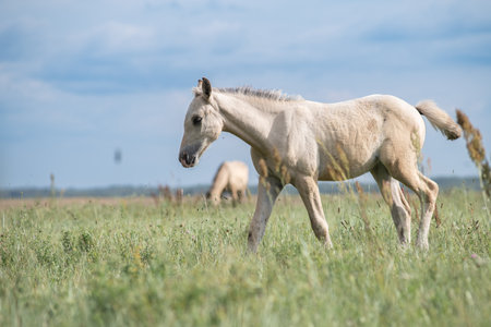 A thoroughbred horse grazes in a farmer's field.の写真素材