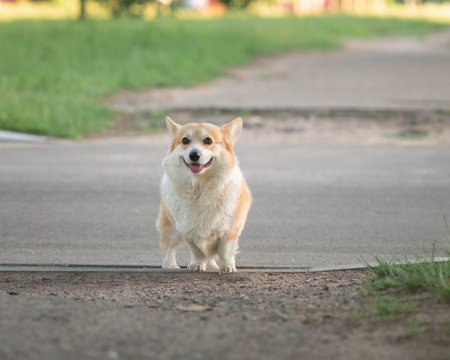 A beautiful purebred corgi plays in a summer park.の写真素材