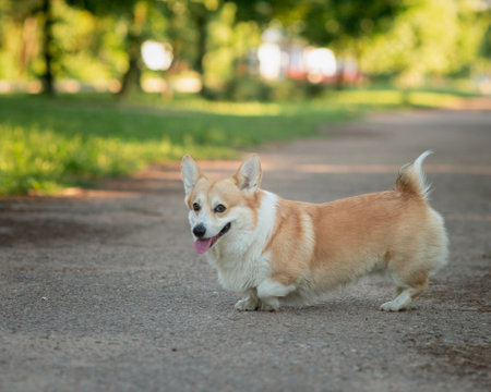 A beautiful purebred corgi plays in a summer park.の写真素材