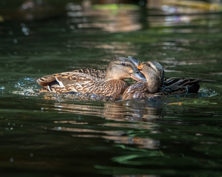 Beautiful wild ducks swim in a pond.の写真素材