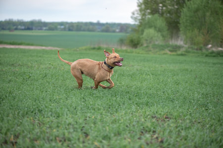 American Pit Bull Terrier plays outdoors.の写真素材