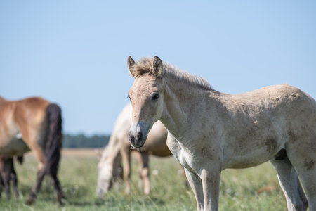 A thoroughbred horse grazes in a farmer's field.の写真素材