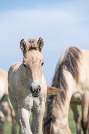 A thoroughbred horse grazes in a farmer's field.の写真素材