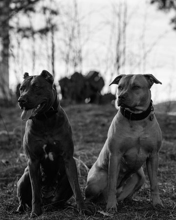 Portrait of a purebred American Pit Bull Terrier dog. Black and white photo.の写真素材