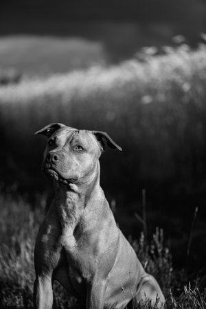 Portrait of a purebred American Pit Bull Terrier dog. Black and white photo.の写真素材