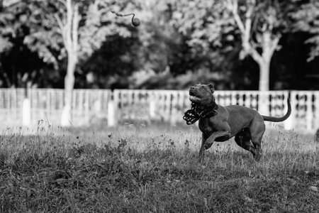 Portrait of a purebred American Pit Bull Terrier dog. Black and white photo.の写真素材