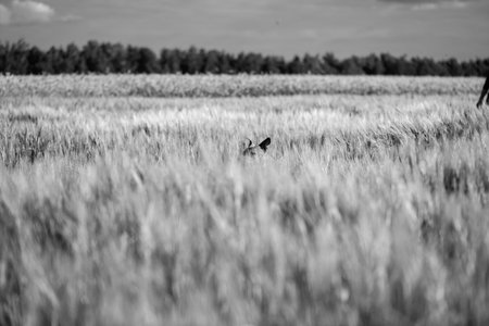 Portrait of a purebred American Pit Bull Terrier dog. Black and white photo.の写真素材