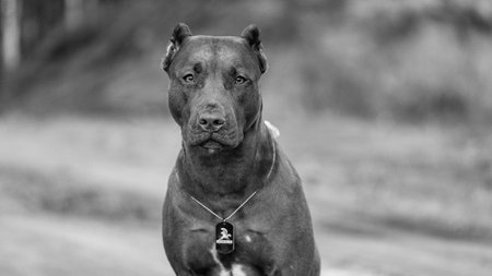 Portrait of a purebred American Pit Bull Terrier dog. Black and white photo.の写真素材