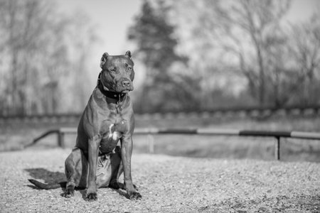Portrait of a purebred American Pit Bull Terrier dog. Black and white photo.の写真素材