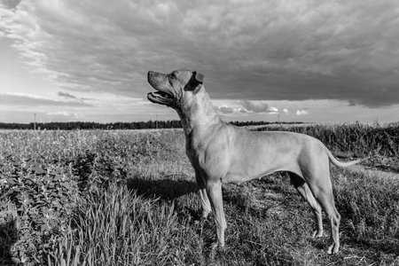 Portrait of a purebred American Pit Bull Terrier dog. Black and white photo.の写真素材