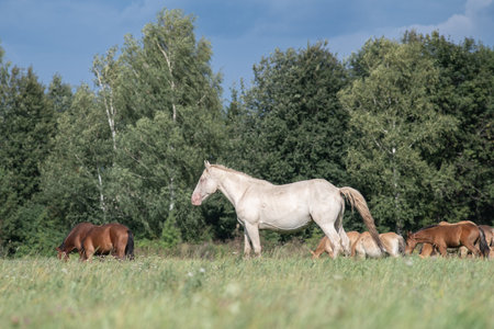 A thoroughbred horse grazes in a farmer's field.の写真素材
