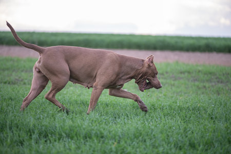 American Pit Bull Terrier plays outdoors.の写真素材